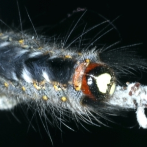 Thaumetopoeinae (subfamily) at Mulloon, NSW - 24 Jan 2022