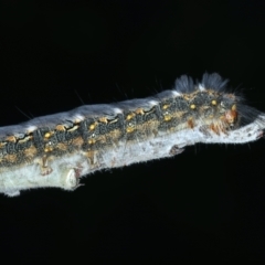 Thaumetopoeinae (subfamily) at Mulloon, NSW - 24 Jan 2022