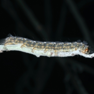 Thaumetopoeinae (subfamily) at Mulloon, NSW - 24 Jan 2022