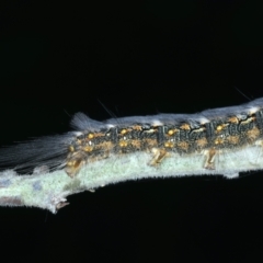 Thaumetopoeinae (subfamily) at Mulloon, NSW - 24 Jan 2022