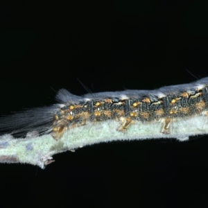 Thaumetopoeinae (subfamily) at Mulloon, NSW - 24 Jan 2022