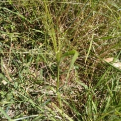 Panicum effusum (Hairy Panic Grass) at Symonston, ACT - 27 Jan 2022 by CallumBraeRuralProperty