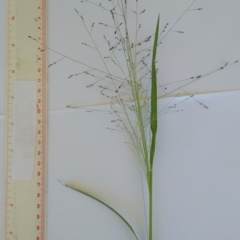 Panicum effusum at Symonston, ACT - suppressed