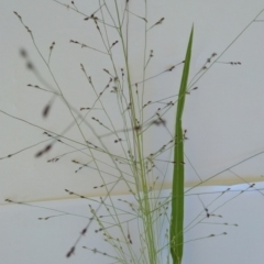 Panicum effusum at Symonston, ACT - 27 Jan 2022