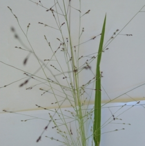 Panicum effusum at Symonston, ACT - suppressed