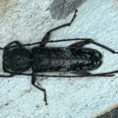 Phacodes obscurus (Longhorn Beetle) at Mulloon, NSW - 25 Jan 2022 by jb2602