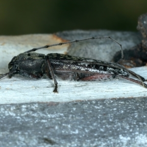 Phacodes obscurus at Mulloon, NSW - 25 Jan 2022