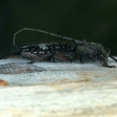 Phacodes obscurus at Mulloon, NSW - 25 Jan 2022