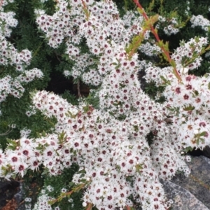 Kunzea peduncularis at Paddys River, ACT - 26 Jan 2022 11:31 AM