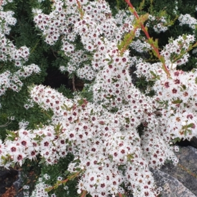 Kunzea peduncularis (Mountain Burgan) at Tidbinbilla Nature Reserve - 26 Jan 2022 by Philip