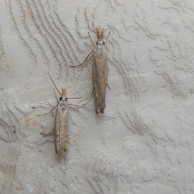 Culladia cuneiferellus (Crambinae moth) at McKellar, ACT - 28 Jan 2022 by Amata