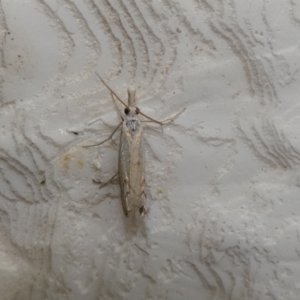 Culladia cuneiferellus at McKellar, ACT - 28 Jan 2022