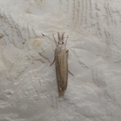 Culladia cuneiferellus at McKellar, ACT - 28 Jan 2022