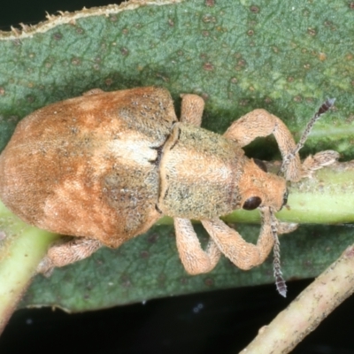 Gonipterus scutellatus (Eucalyptus snout beetle, gum tree weevil) at QPRC LGA - 24 Jan 2022 by jbromilow50