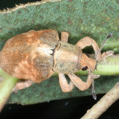 Gonipterus scutellatus (Eucalyptus snout beetle, gum tree weevil) at Mulloon, NSW - 24 Jan 2022 by jb2602