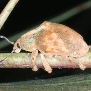 Gonipterus scutellatus at Mulloon, NSW - 24 Jan 2022