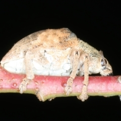 Gonipterus scutellatus at Mulloon, NSW - 24 Jan 2022