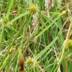 Cyperus sphaeroideus (Scented Sedge) at Molonglo Valley, ACT - 24 Jan 2022 by sangio7