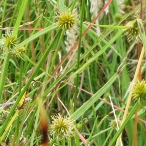 Cyperus sphaeroideus at Molonglo Valley, ACT - 24 Jan 2022