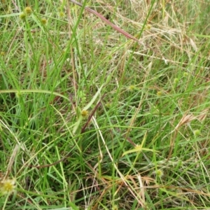 Cyperus sphaeroideus at Molonglo Valley, ACT - 24 Jan 2022