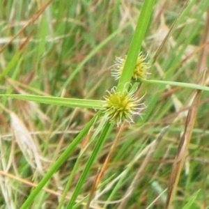 Cyperus sphaeroideus at Molonglo Valley, ACT - 24 Jan 2022