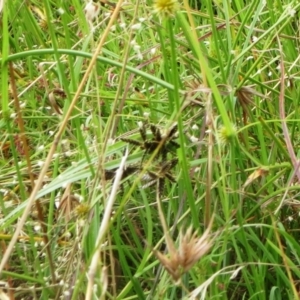 Cyperus sanguinolentus at Molonglo Valley, ACT - 24 Jan 2022