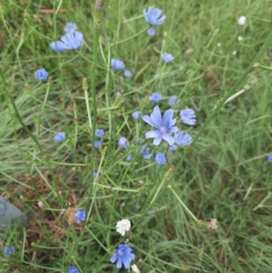 Cichorium intybus at Monash, ACT - 27 Jan 2022 08:26 AM