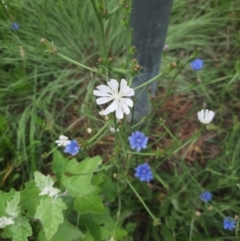 Cichorium intybus at Monash, ACT - 27 Jan 2022 08:26 AM