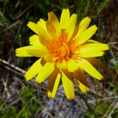 Microseris lanceolata (Yam Daisy) at Kosciuszko National Park - 16 Jan 2022 by MB