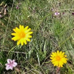 Microseris lanceolata at Cabramurra, NSW - 16 Jan 2022