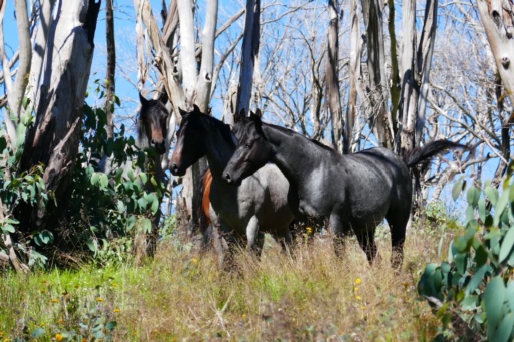 Equus caballus at Cabramurra, NSW - 16 Jan 2022