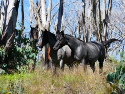 Equus caballus (Brumby, Wild Horse) at Cabramurra, NSW - 16 Jan 2022 by MB