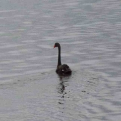 Cygnus atratus (Black Swan) at Blue Gum Point to Attunga Bay - 25 Jan 2022 by ConBoekel