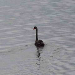 Cygnus atratus (Black Swan) at Lake Burley Griffin West - 25 Jan 2022 by ConBoekel