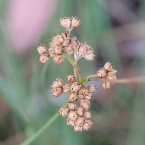 Juncus vaginatus at Yarralumla, ACT - 26 Jan 2022