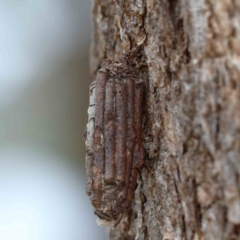 Clania lewinii & similar Casemoths (Parallel stick Case Moths) at Lake Burley Griffin West - 26 Jan 2022 by ConBoekel