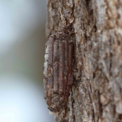Clania lewinii (Lewin's case moth) at Blue Gum Point to Attunga Bay - 25 Jan 2022 by ConBoekel
