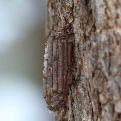 Clania lewinii (Lewin's case moth) at Lake Burley Griffin West - 25 Jan 2022 by ConBoekel