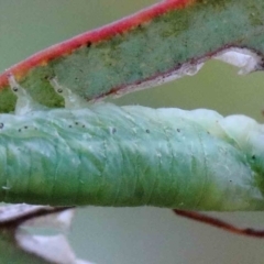 Unidentified Sawfly (Hymenoptera, Symphyta) at Yarralumla, ACT - 25 Jan 2022 by ConBoekel