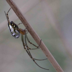 Leucauge dromedaria (Silver dromedary spider) at Lake Burley Griffin West - 25 Jan 2022 by ConBoekel