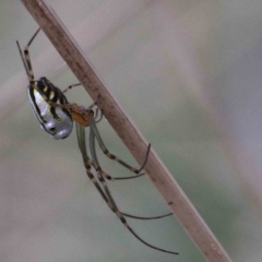 Leucauge dromedaria (Silver dromedary spider) at Yarralumla, ACT - 25 Jan 2022 by ConBoekel