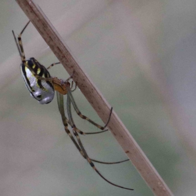 Leucauge dromedaria (Silver dromedary spider) at Lake Burley Griffin West - 25 Jan 2022 by ConBoekel