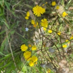 Crepis capillaris (Smooth Hawksbeard) at Hughes, ACT - 27 Jan 2022 by KL