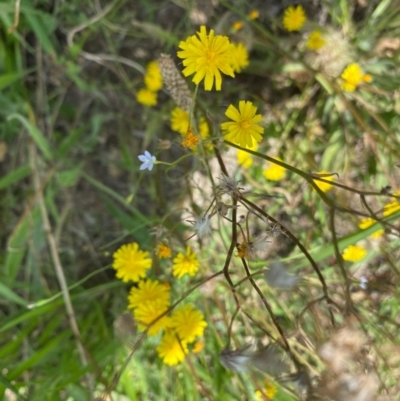 Crepis capillaris (Smooth Hawksbeard) at Hughes Grassy Woodland - 27 Jan 2022 by KL