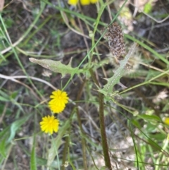 Crepis capillaris at Hughes, ACT - 27 Jan 2022 02:36 PM