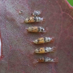 Unidentified Insect at Blue Gum Point to Attunga Bay - 25 Jan 2022 by ConBoekel