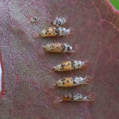 Unidentified Insect at Blue Gum Point to Attunga Bay - 25 Jan 2022 by ConBoekel