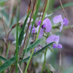 Glycine clandestina (Twining Glycine) at Yarralumla, ACT - 26 Jan 2022 by ConBoekel