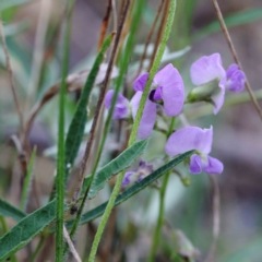 Glycine clandestina (Twining Glycine) at Lake Burley Griffin West - 25 Jan 2022 by ConBoekel