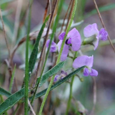 Glycine clandestina (Twining Glycine) at Yarralumla, ACT - 26 Jan 2022 by ConBoekel
